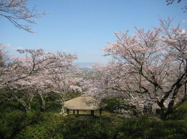 【桜・見ごろ】発心公園