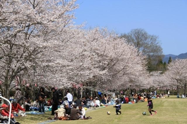 忠元公園桜まつりウィーク2023