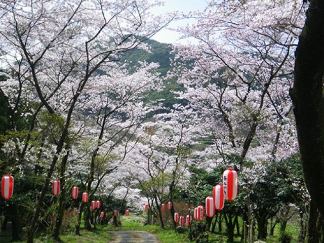 【桜・見ごろ】白坂公園の桜並木