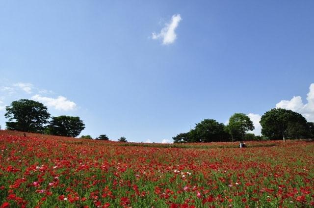 国営昭和記念公園　フラワーフェスティバル2023