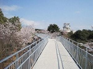 【桜・見ごろ】中尾山公園