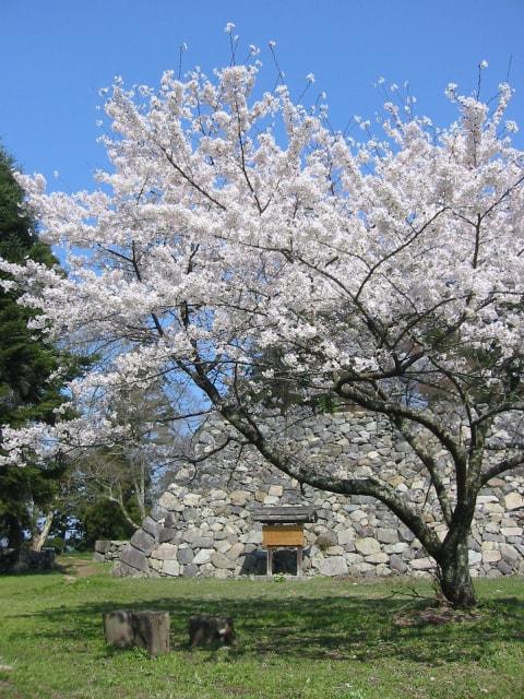 【桜・見ごろ】高取城