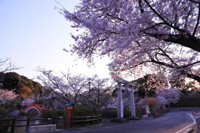【桜・見ごろ】垣生公園