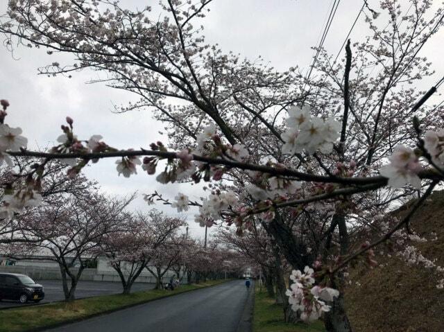 【桜・見ごろ】名張中央公園