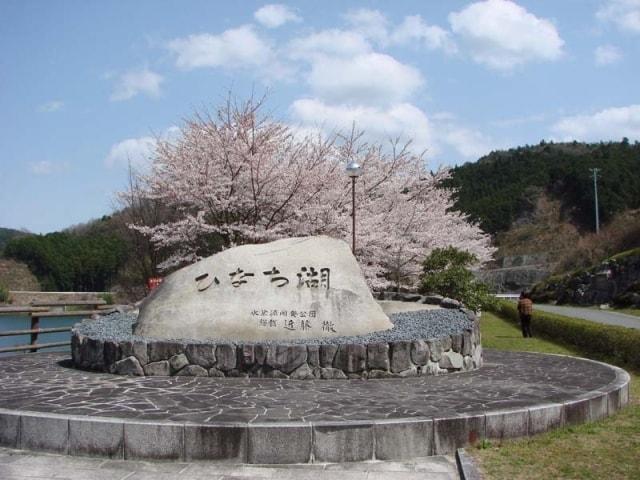 【桜・見ごろ】比奈知湖周辺