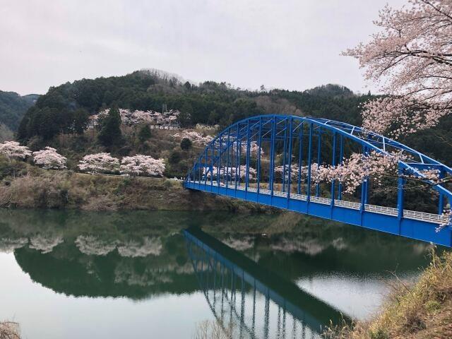 【桜・見ごろ】青蓮寺湖周辺