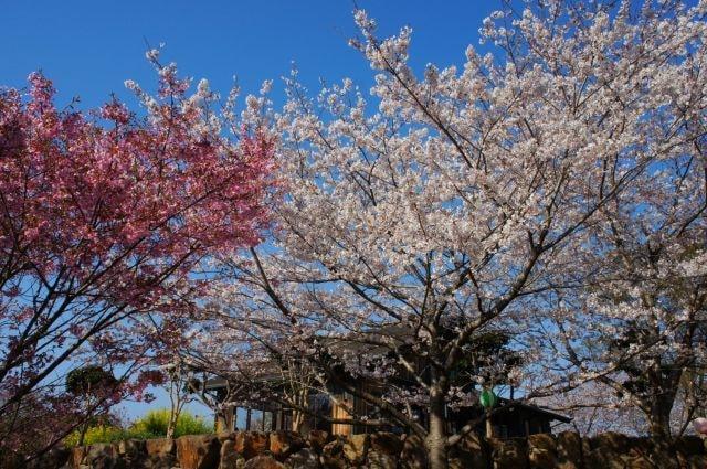 横山さくらまつり