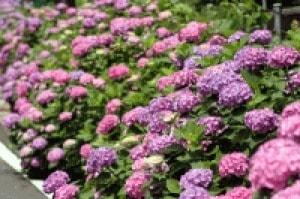 関市板取あじさいまつり