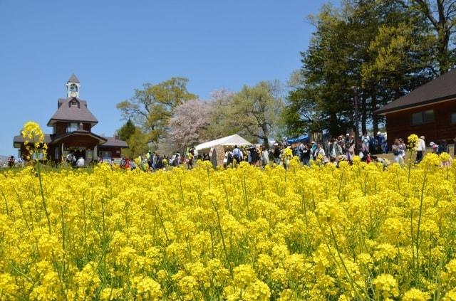 第40回いいやま菜の花まつり