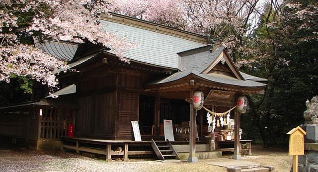【桜・見ごろ】磯部稲村神社