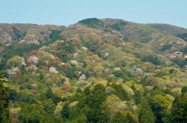 【桜・見ごろ】高峯のヤマザクラ