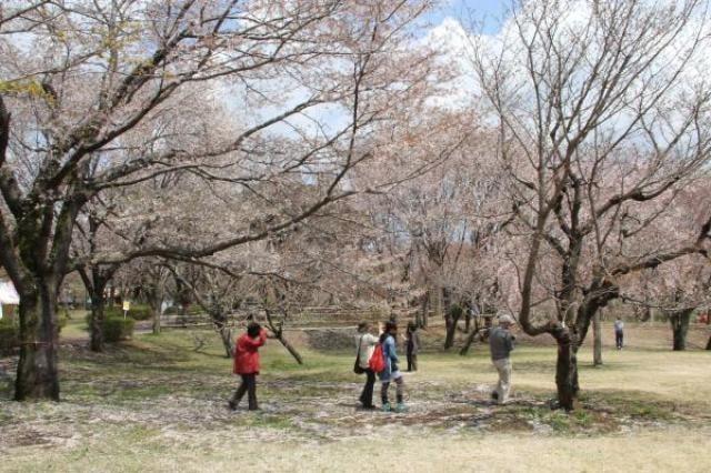 【桜・見ごろ】磯部桜川公園