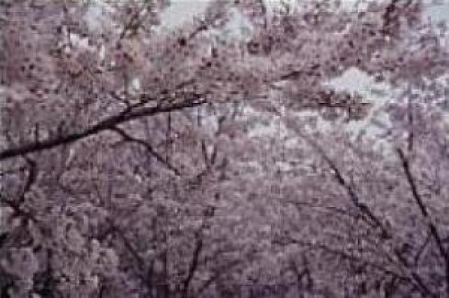 【桜・見ごろ】蛇ケ谷公園