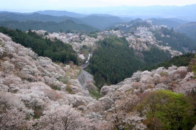 吉野山　桜ライトアップ