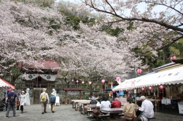 【桜・見ごろ】御殿山