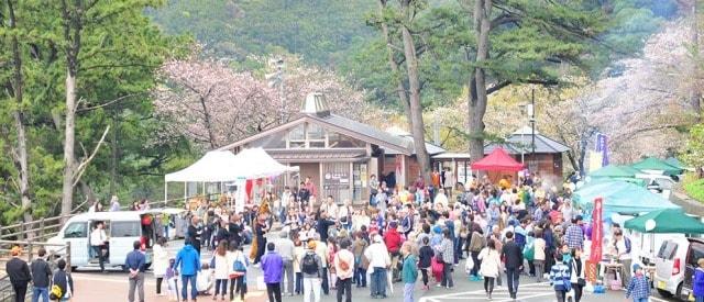 【桜・見ごろ】黄金崎