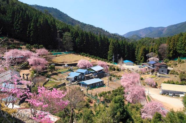 【桜・見ごろ】しだれ桜の里 七朗桜