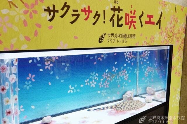 テーマ水槽「サクラサク！花咲くエイ」＜中止となりました＞