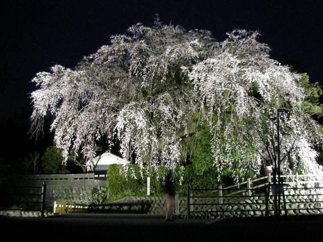 「大原大しだれ桜」ライトアップ