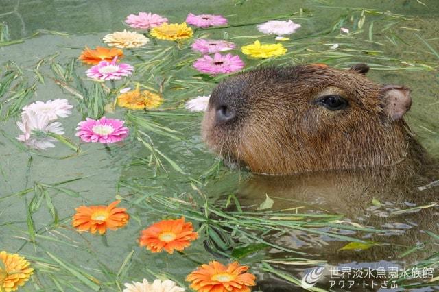 春らんまん　カピバラのお花見