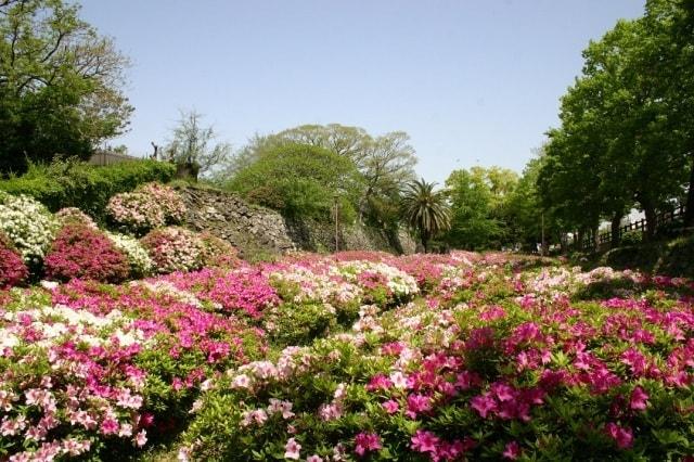 【花・見ごろ】和歌山城内