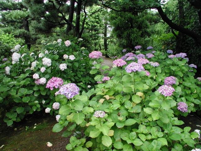 【あじさい・見ごろ】養翠園