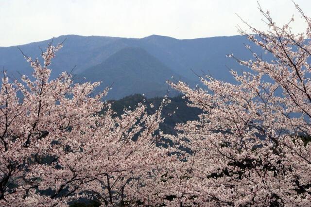 七越神社祭