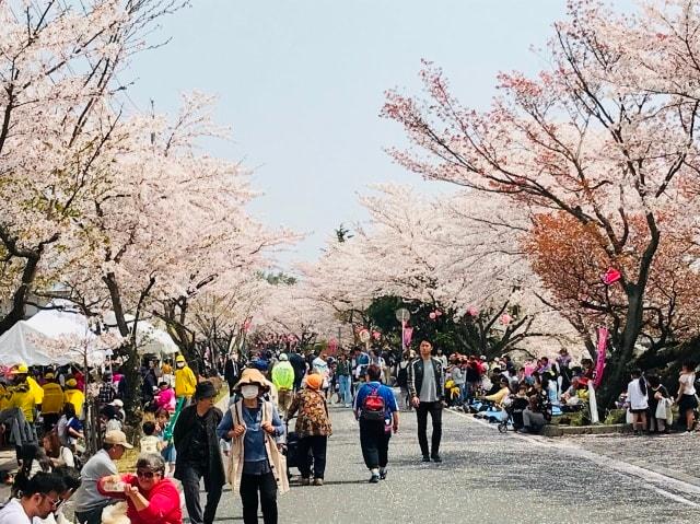 第8回 太岡寺畷さくらまつり