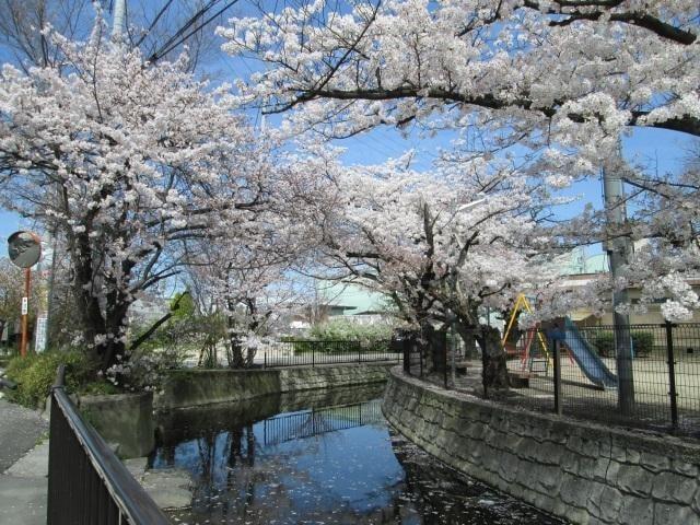 【桜・見ごろ】御領水路