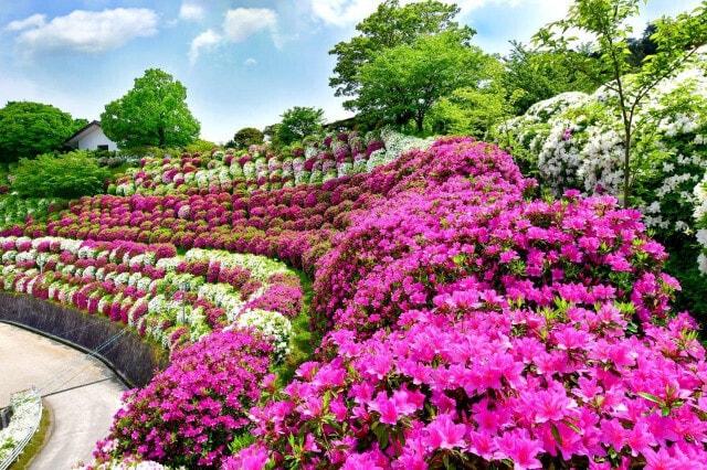 【花・見ごろ】雨山文化運動公園のツツジ・サツキ