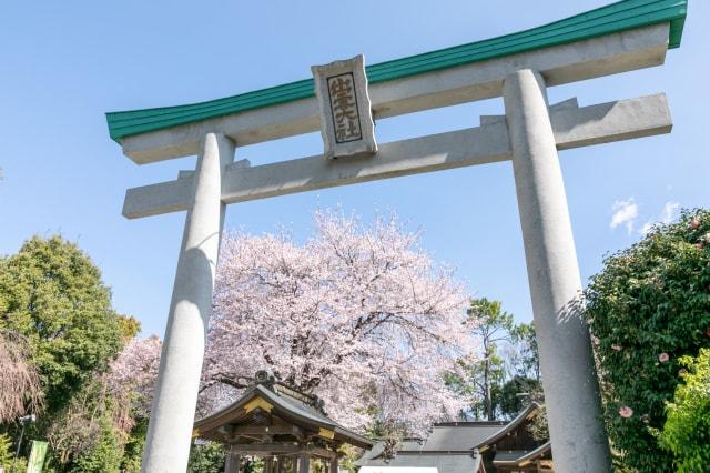 南はだの村 桜まつり