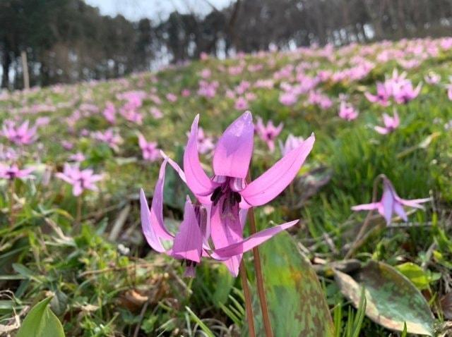 【花・見ごろ】埼玉県小川町　カタクリ