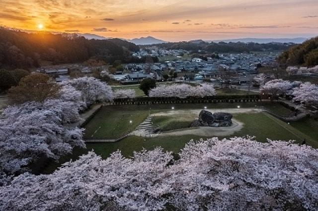 石舞台古墳夜桜ライトアップ 2023