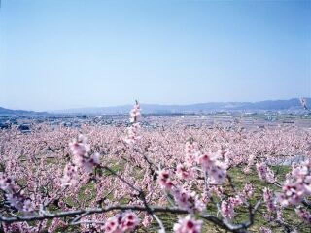 第15回紀の川市桃山まつり