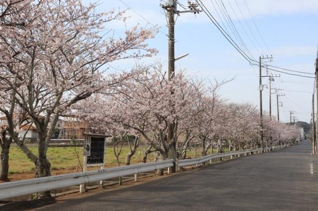 【桜・見ごろ】桜川