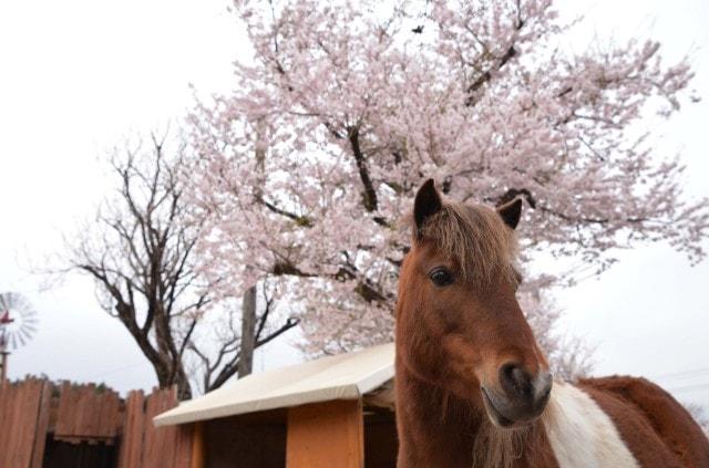 【桜・見ごろ】まかいの牧場