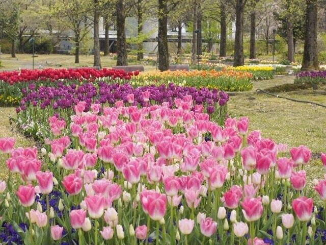 とっとり花回廊　チューリップまつり