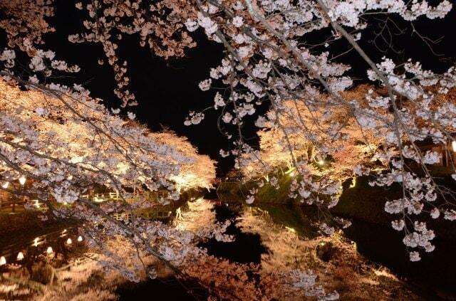 【桜・見ごろ】鹿野城跡公園