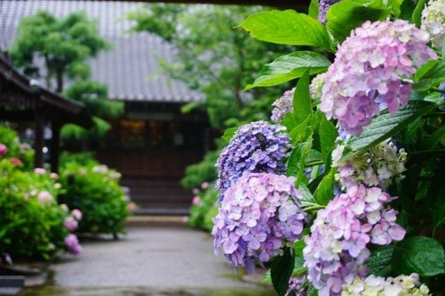 【あじさい・見ごろ】向徳寺