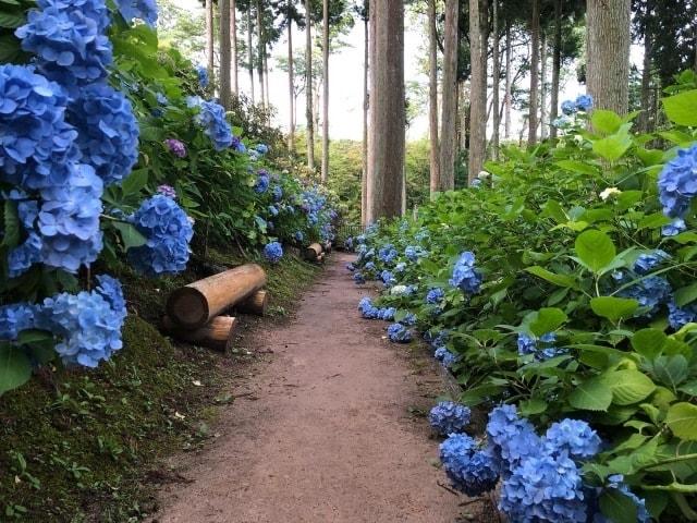 【あじさい・見ごろ】呑山観音寺