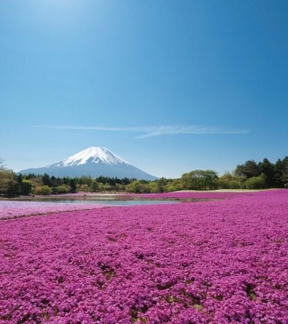 富士芝桜まつり