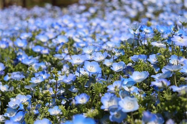 【花・見ごろ】おかやまフォレストパークドイツの森　ネモフィラ