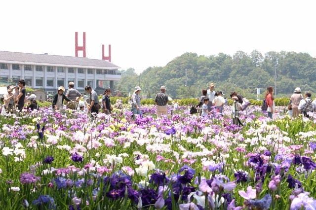 あわら北潟湖畔花菖蒲まつり