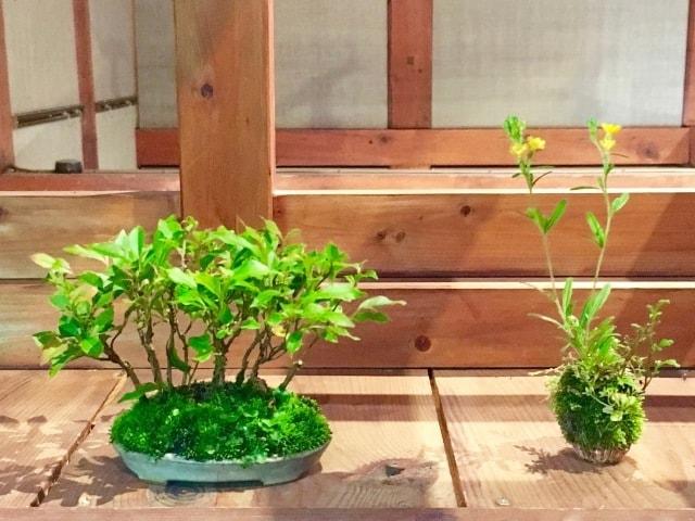 蔵の中のミニ盆栽展