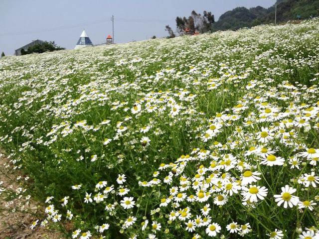 カモミールの摘み取り
