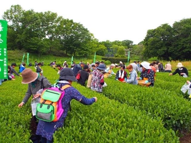 第22回ふるさと古河新茶まつり