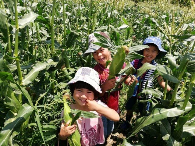 あったか農場「とうもろこし狩り」（プチっとふぁーむ番外編）