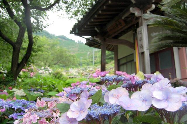【あじさい・見ごろ】仁平寺