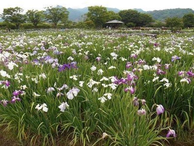 大和中央公園花しょうぶ園開園