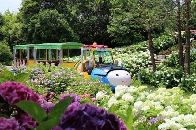 淡路島国営明石海峡公園　夢ハッチ号あじさい特別ルートで運行